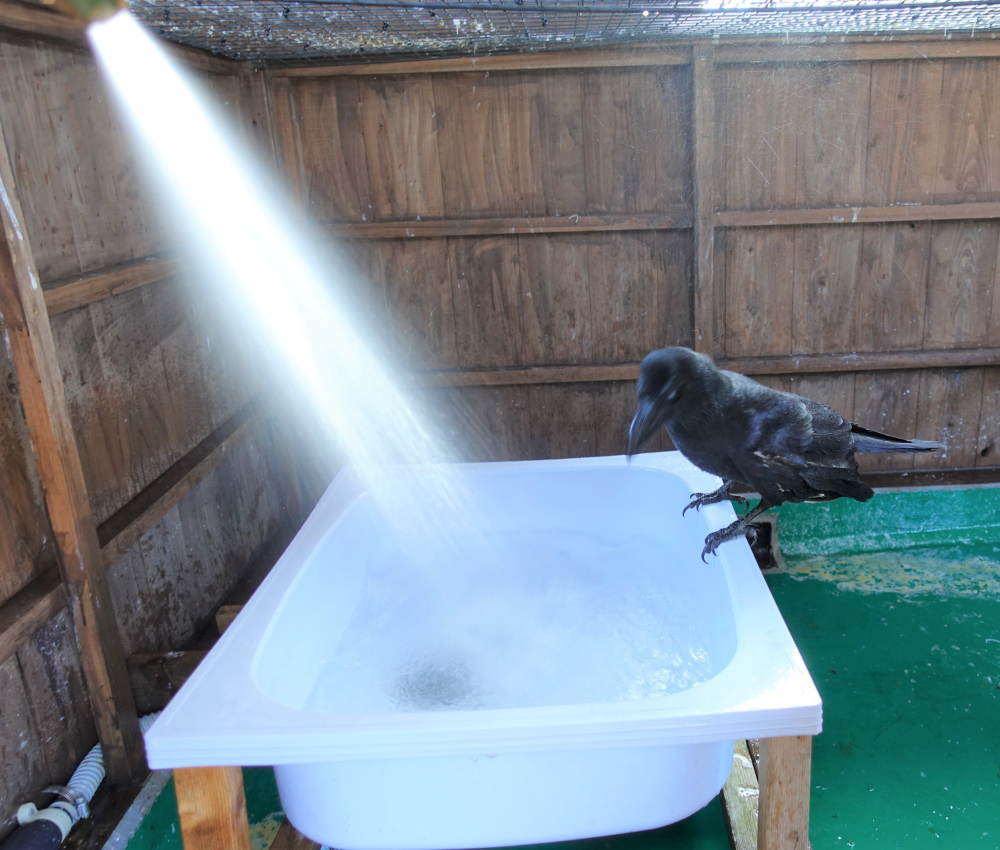 雪の日のカラス