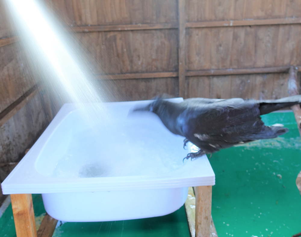 雪の日のカラス