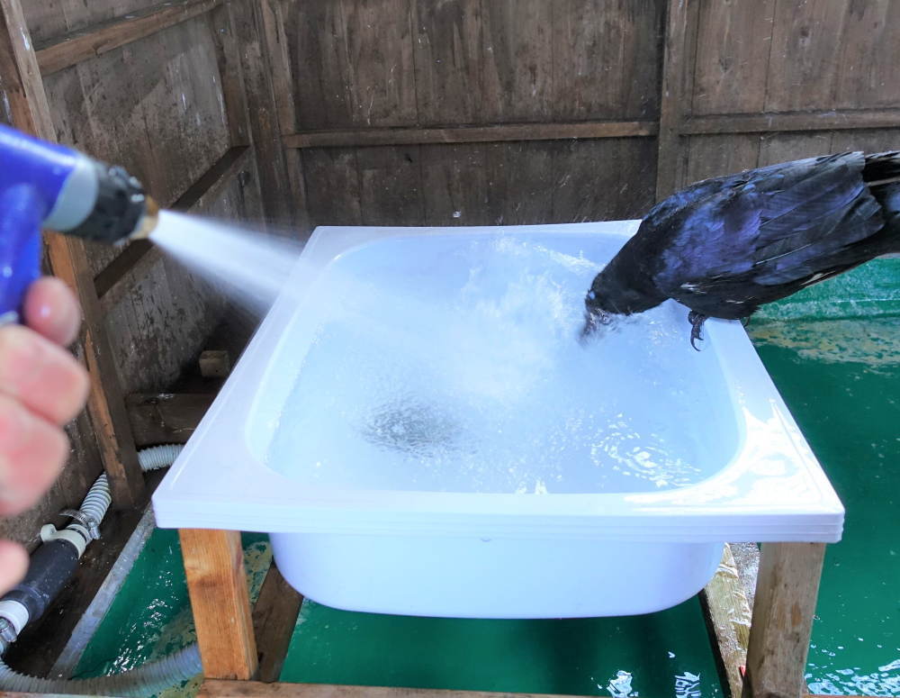 雪の日のカラス