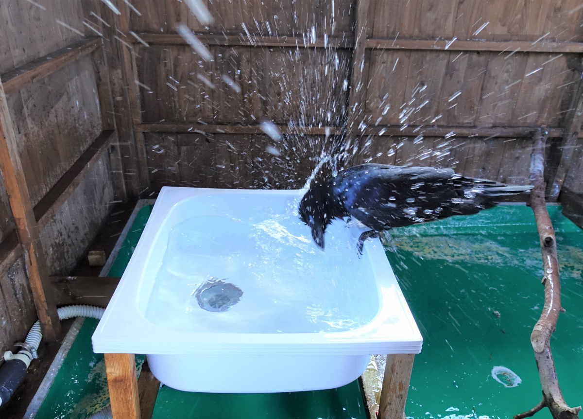 雪の日のカラス