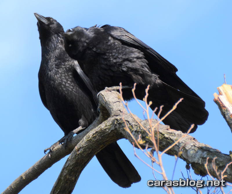 カラスの夫婦