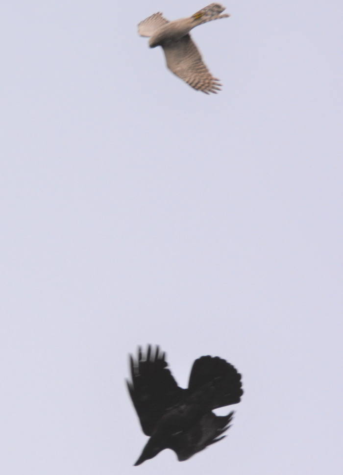 飛行するカラス