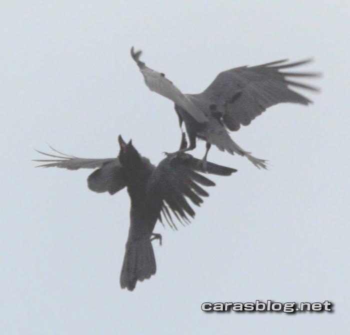 飛行するカラス