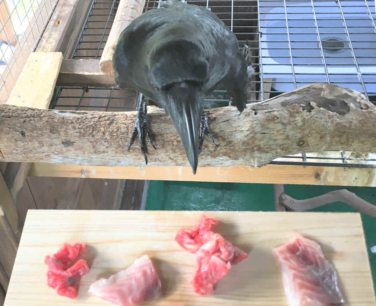 カラスはグルメ