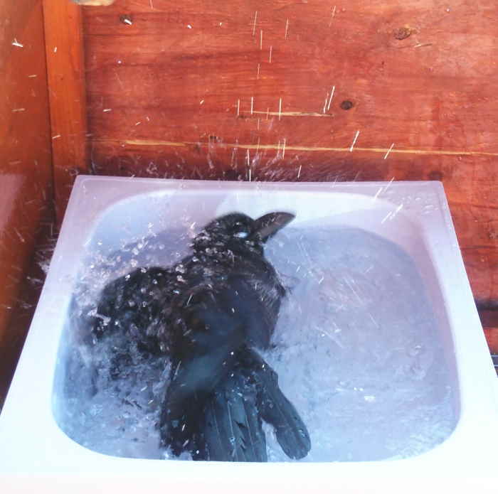 カラスの水浴び