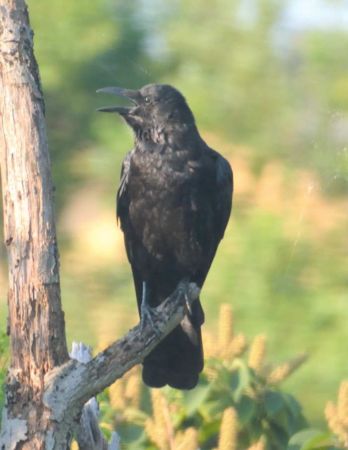 真夏のカラス