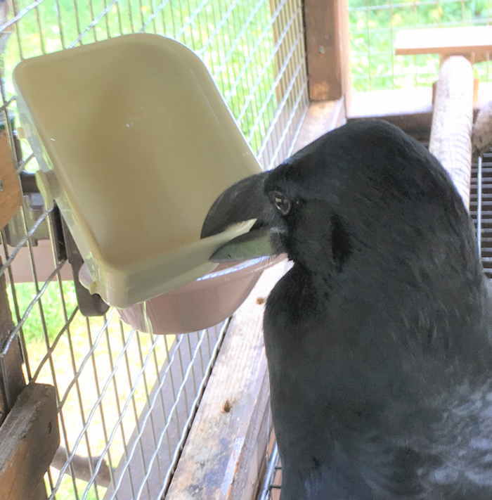 カラスのクチバシ