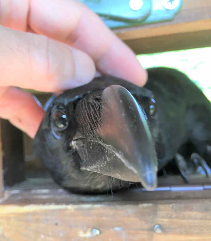 ペットのカラス