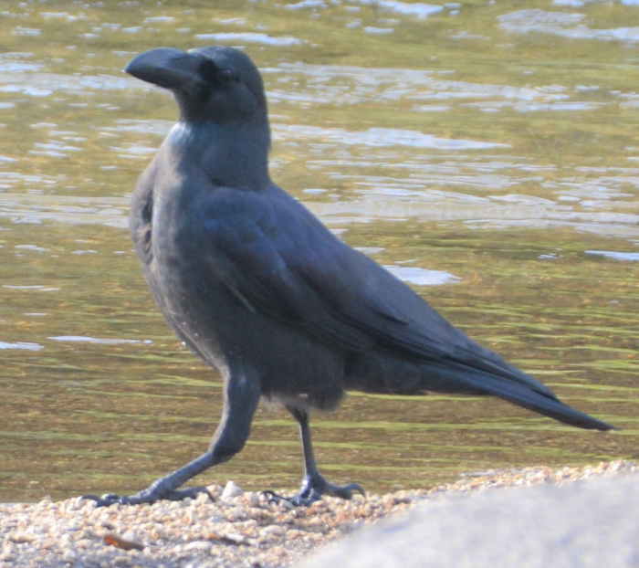 歩行するハシブトガラス
