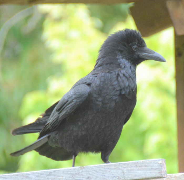 ハシブトガラスのおでこ