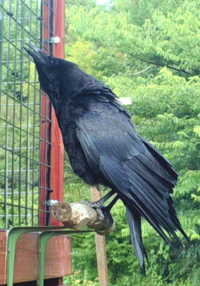 鳴き声を上げるハシボソガラス