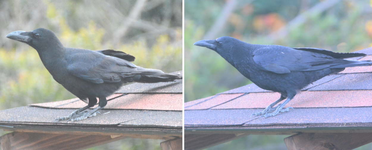 ハシブトガラスVSハシボソガラス