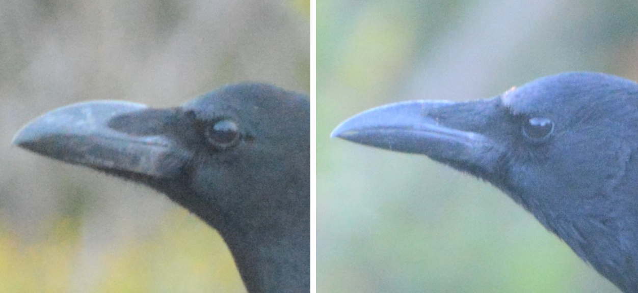 カラスのクチバシ