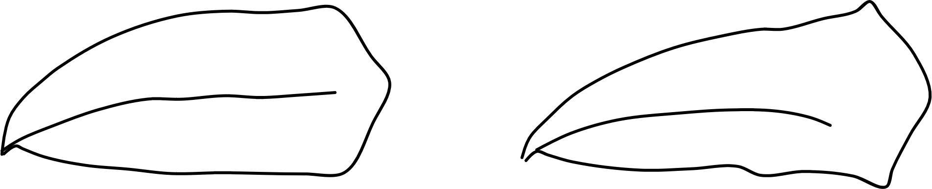 カラスのクチバシ