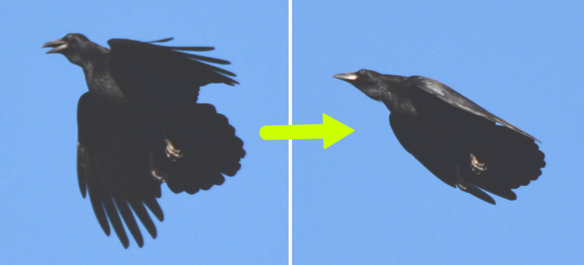 鳴き声を上げるハシボソガラス