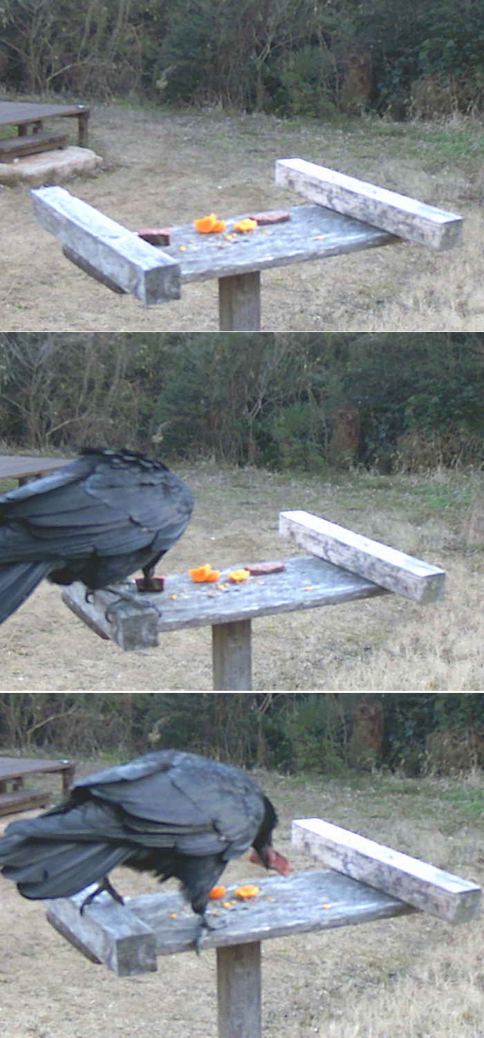 和牛を食べるカラス