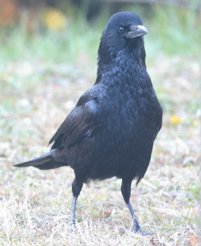 歩行するハシボソガラス