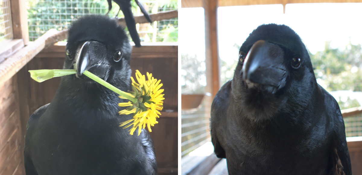 ハシブトガラスのおでこ