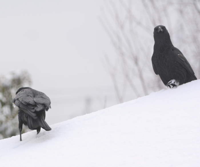 真冬のカラス