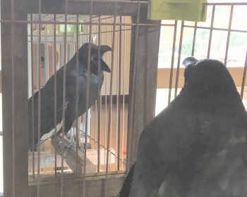 カラスの鏡像認知