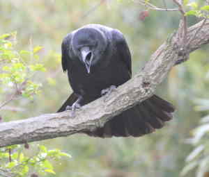 カラスってどんな鳥？