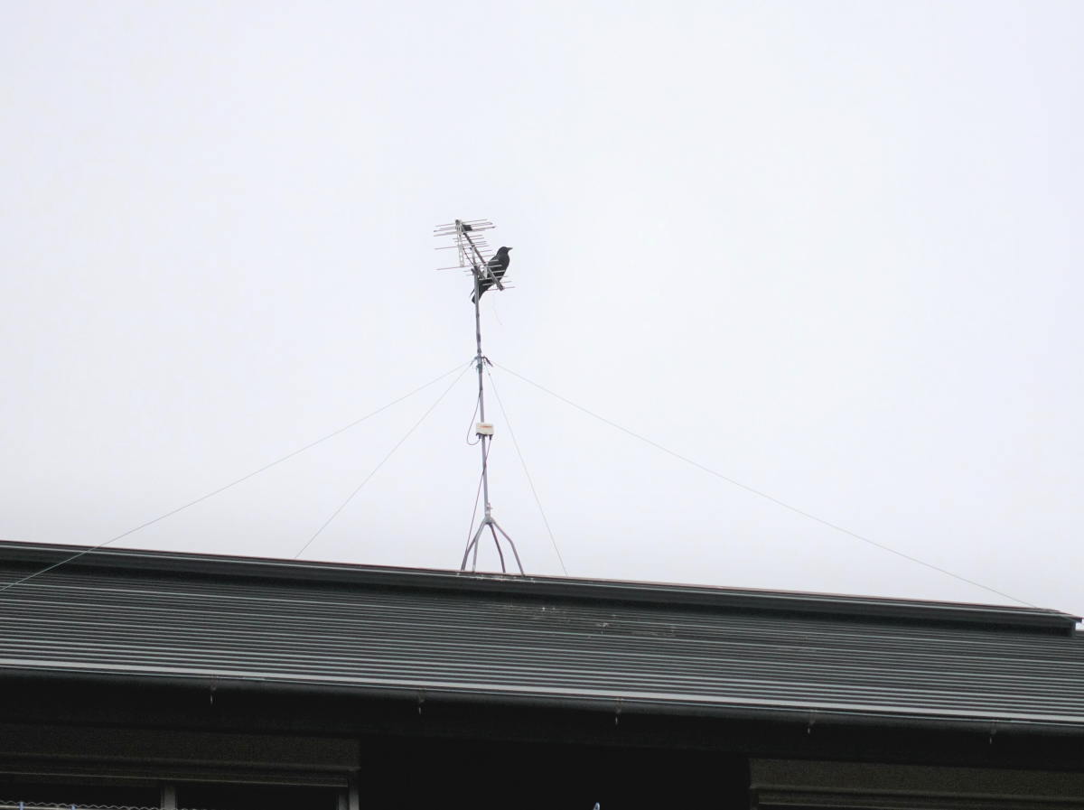 カラスの巣作り