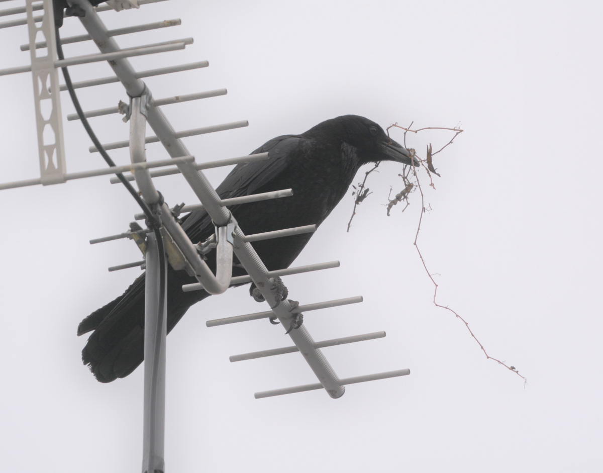 カラスの巣作り