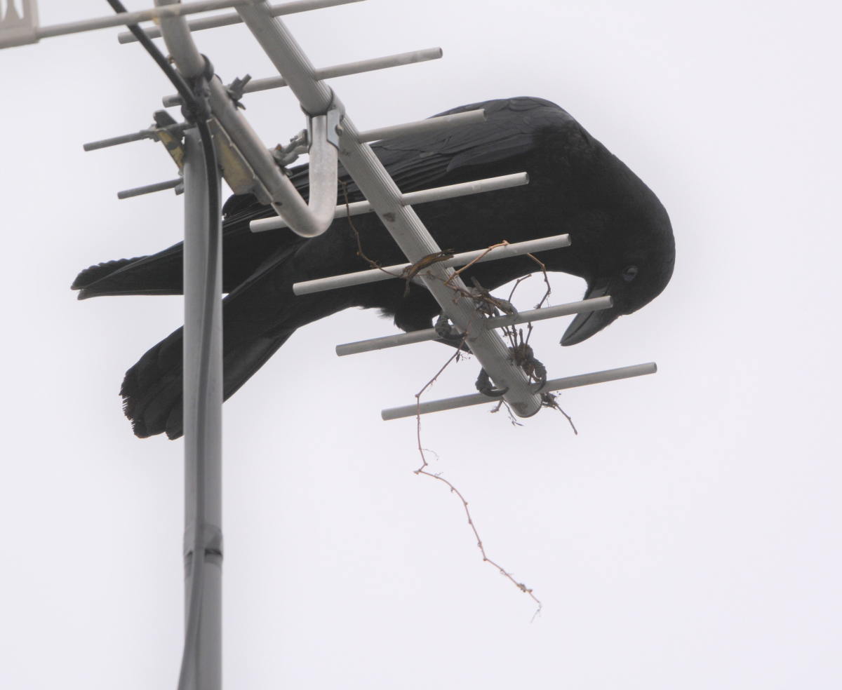 カラスの巣作り