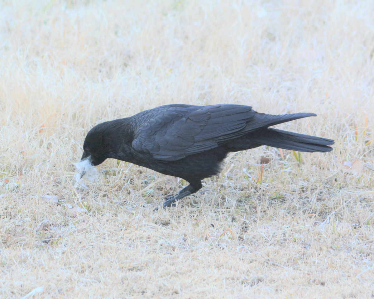 カラスの巣作り