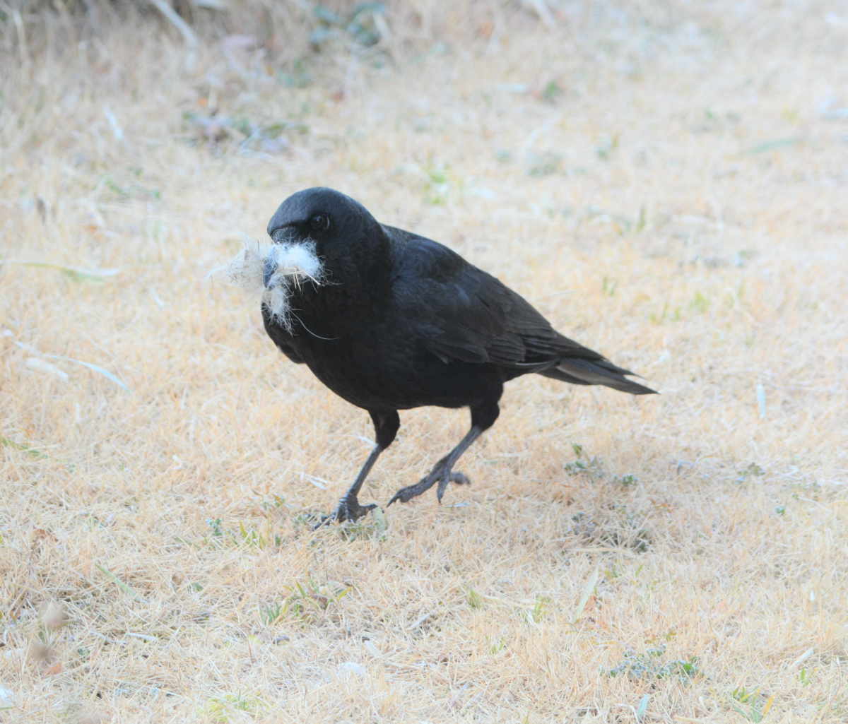 カラスの巣作り