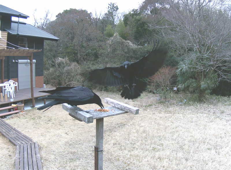 カラスの夫婦