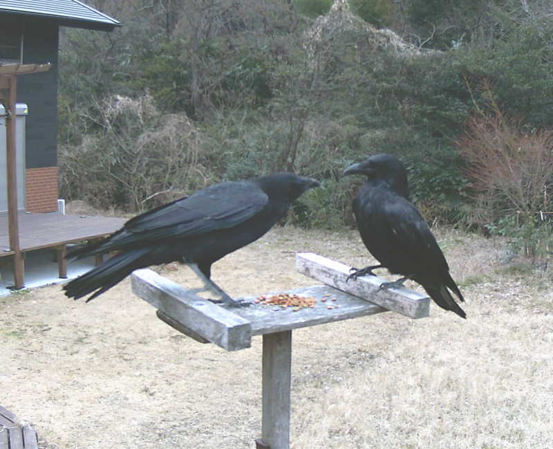 カラスの夫婦