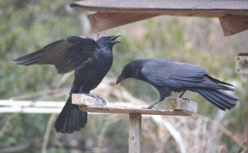 カラスの夫婦