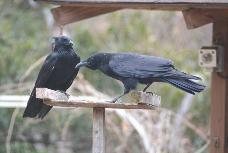 カラスの夫婦