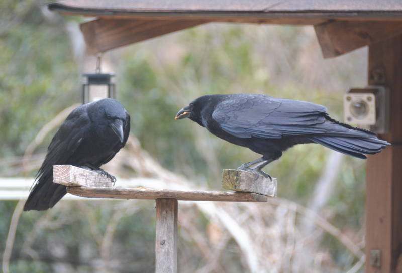 カラスの夫婦