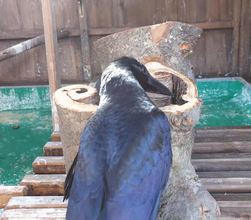 変な切株を見つめるアディ