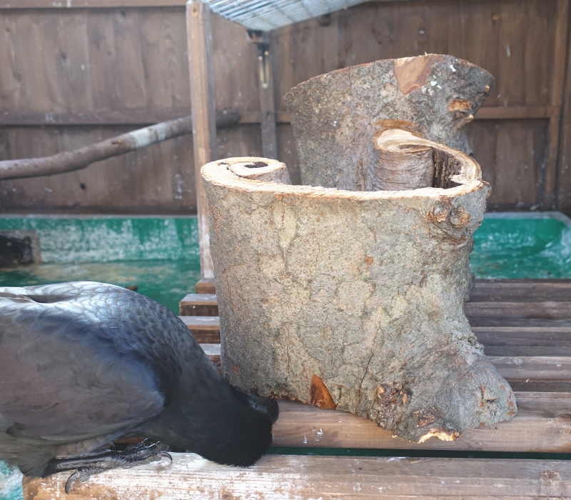 変な切株を見つめるアディ