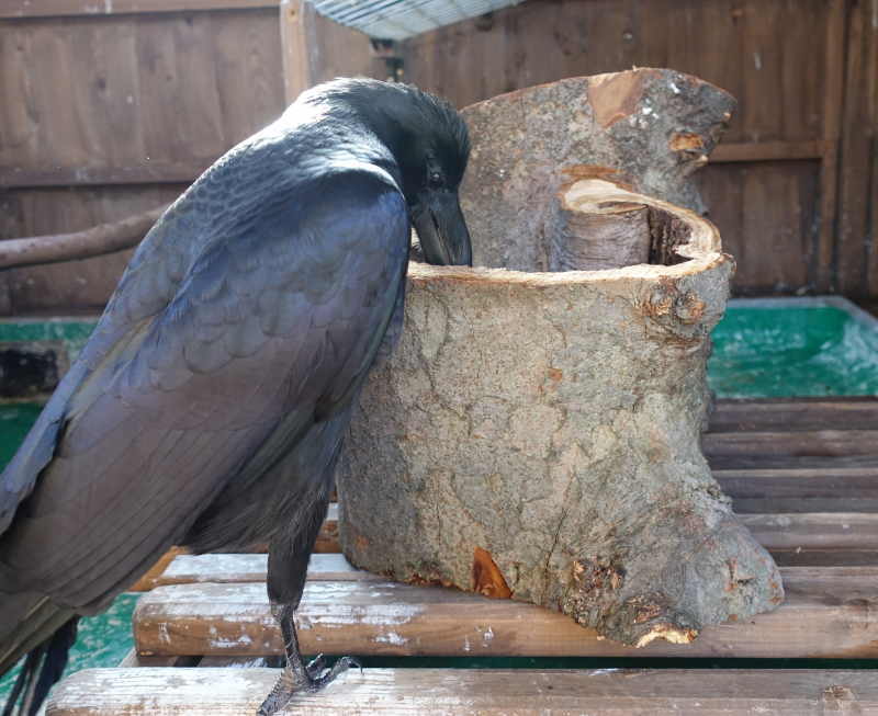 変な切株を見つめるアディ