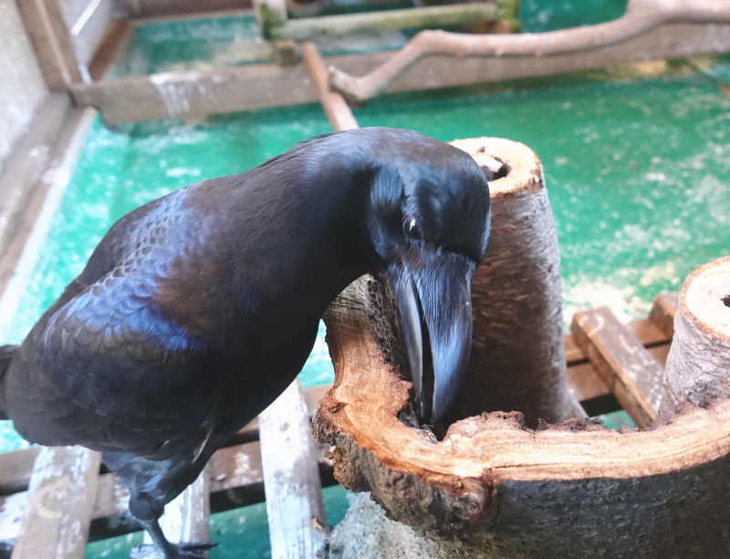 変な切株を見つめるアディ