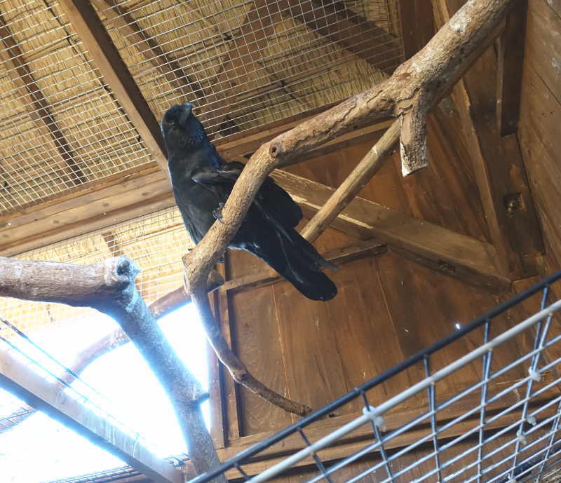 アディを見下ろすバンくん