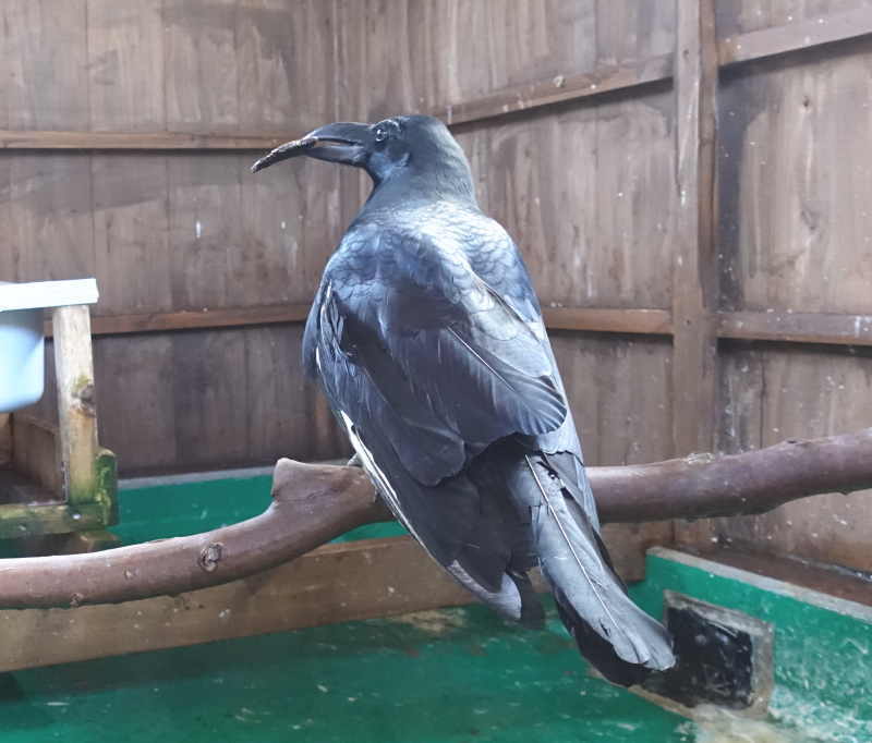 木の皮で遊ぶアディ