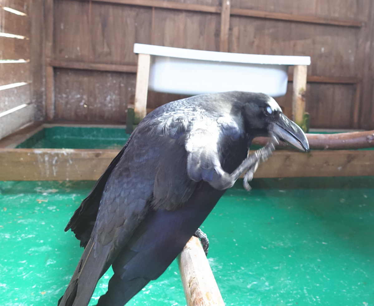 変な切株を見つめるアディ