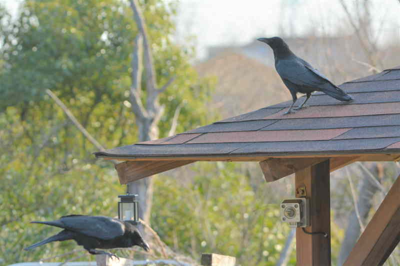 カラスの夫婦