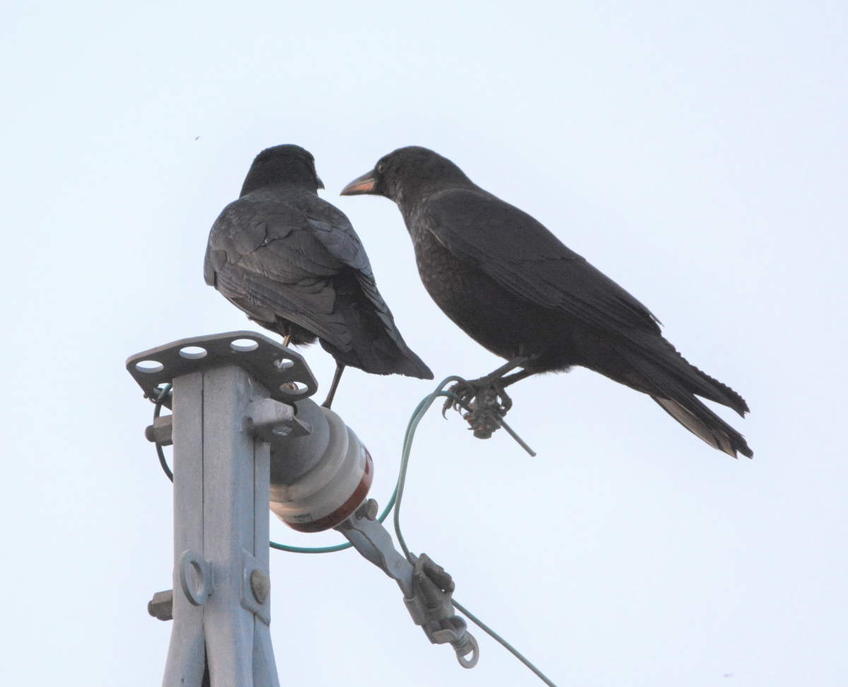 カラスの夫婦