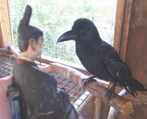 カラスと天神様