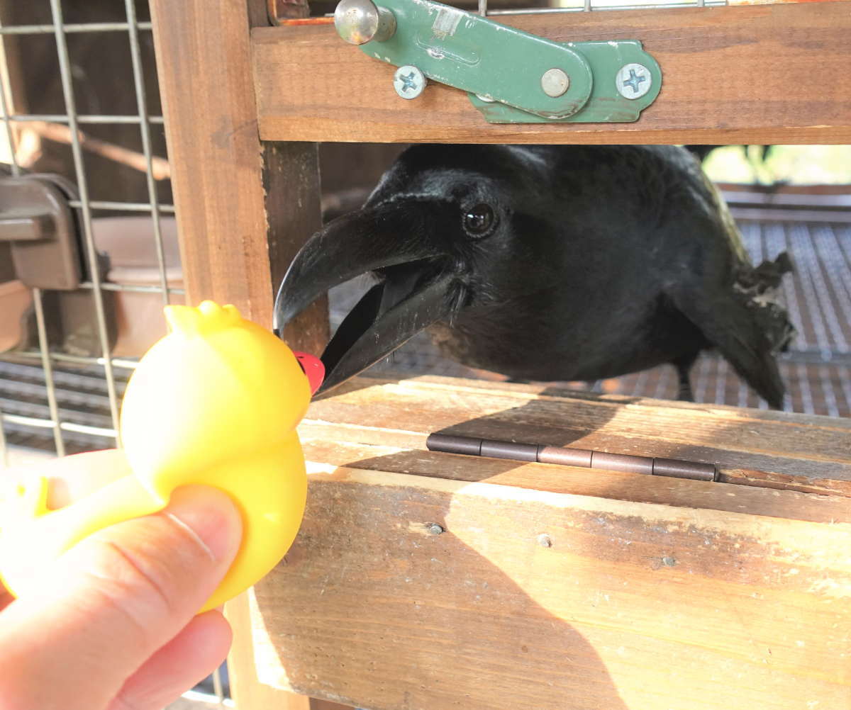 ヒヨコのおもちゃ