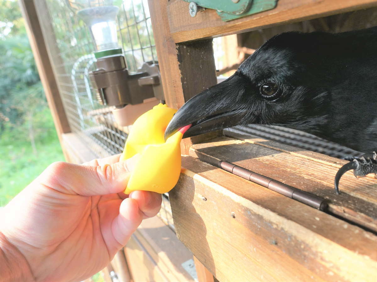 ヒヨコのおもちゃ