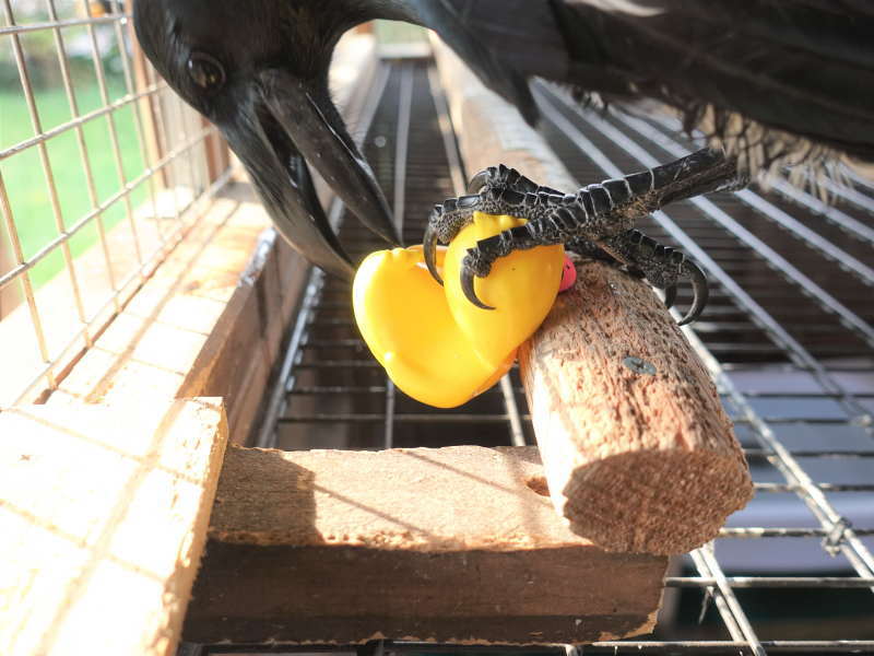 ヒヨコのおもちゃ