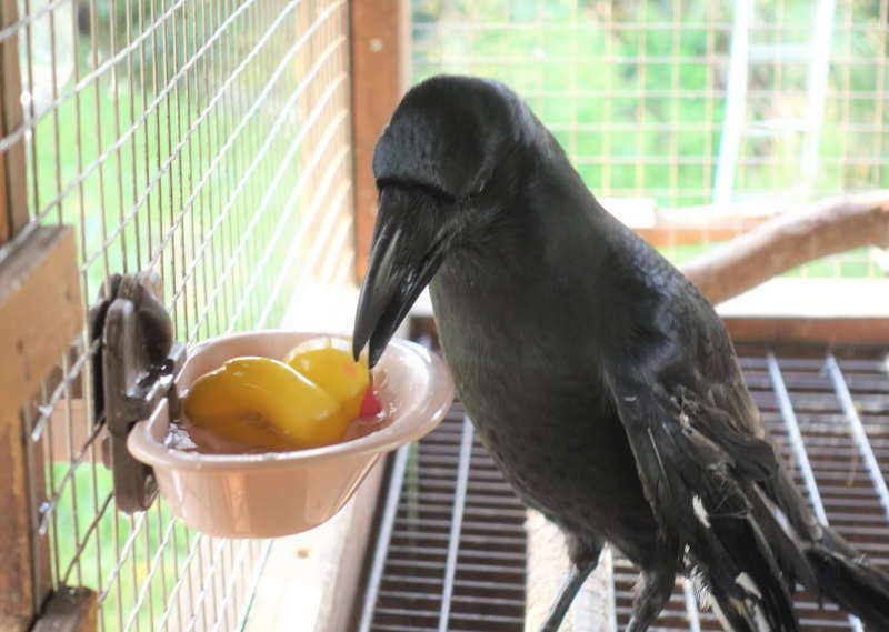 ヒヨコのおもちゃ