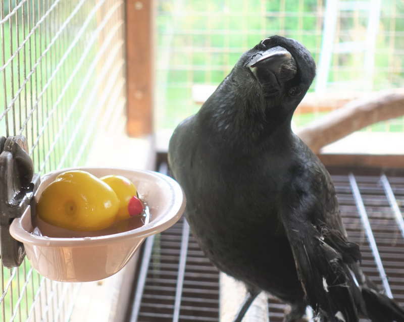 ヒヨコのおもちゃ